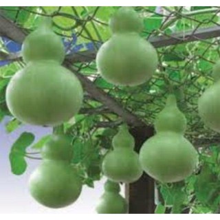 5 hạt Bầu hồ lô cao sản
