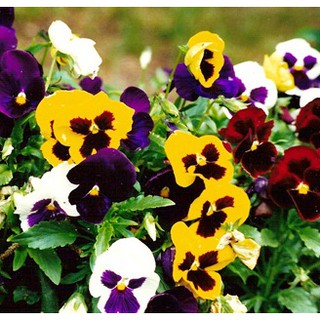 Hạt Giống Hoa Pansy /Hoa Cánh Bướm Mix Nhiều Màu (50-70 Hạt) - MUA 3 TẶNG 1 CÙNG LOẠI