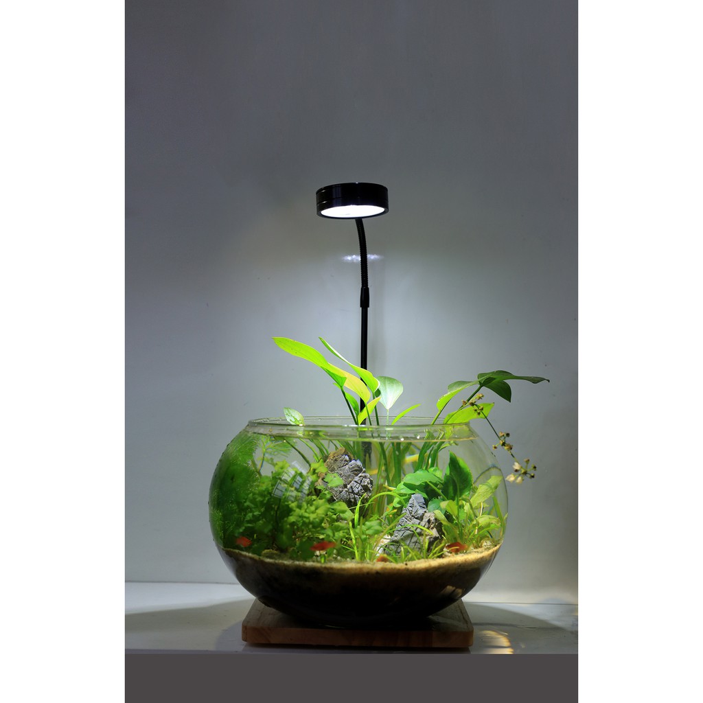 Bể cá thủy sinh mini để bàn Combo_CB1