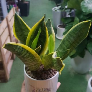 Lưỡi Hổ Cọp Chậu Gốm