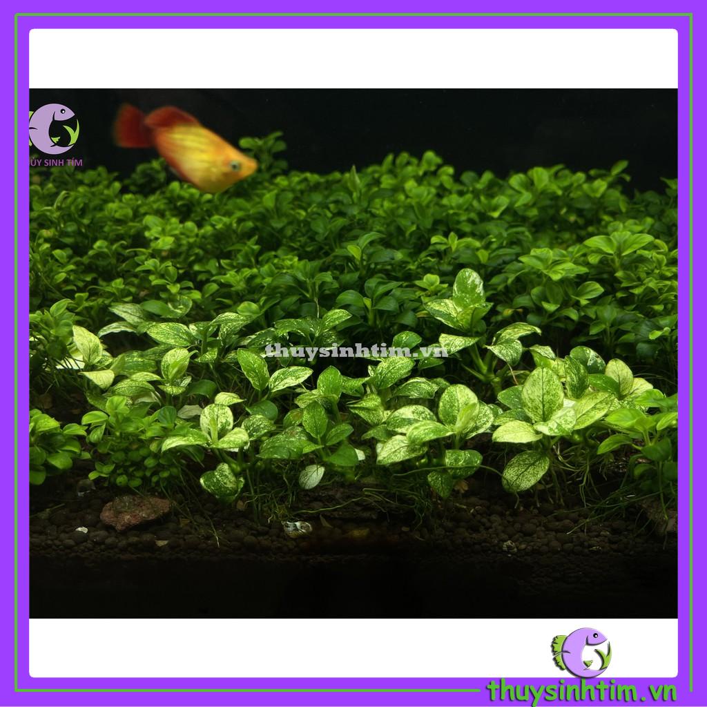 Dung Dịch Chữa Rữa Lá Cho Cây Thủy Sinh T-Nano