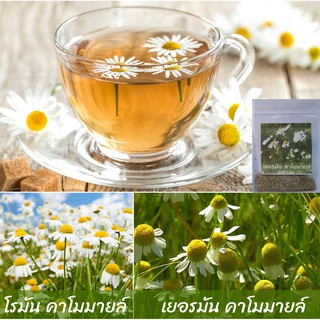 Hạt giống hoa cúc la mã 200 hạt cúc la mã đức shop mới khyến mại giáng sinh