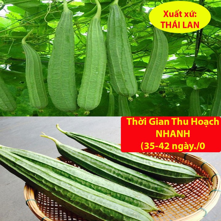 Hạt Giống Mướp Khía 1Gr Dễ Trồng, Nhiều Dinh Dưỡng