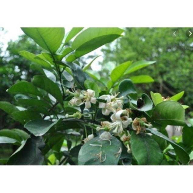 30 lá bưởi tươi sạch có thể chọn lá non hay vừa ạ