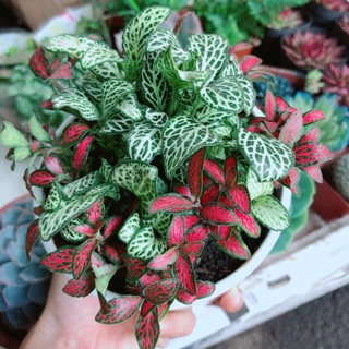 Chậu Cẩm Nhung (may mắn)