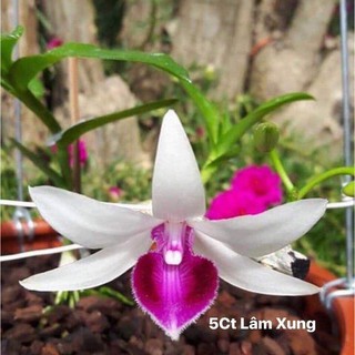 [Rẻ Vô Địch]Phi điệp 5 Cánh Trắng Lâm Sung( cây con giống gieo hạt)