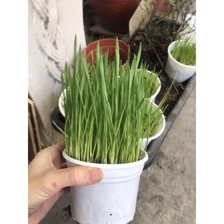 Cỏ mèo tươi trồng sẵn