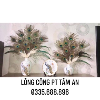Combo 60 lông công tự nhiên 45-50cm