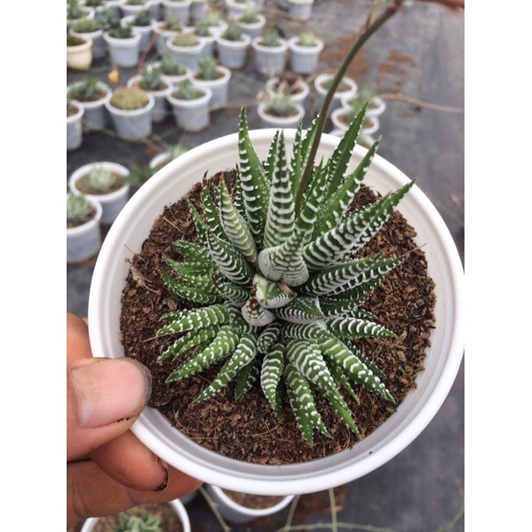 sen đá móng rồng size trung