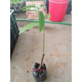 Cây dâu da đất giống