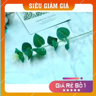 Lá nhựa làm phụ kiện chụp ảnh