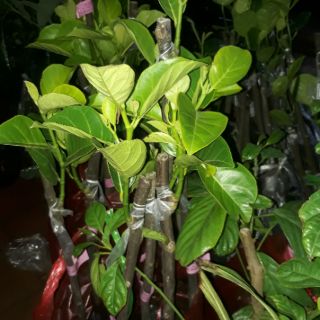 Mít ruột đỏ xơ đỏcây giống
