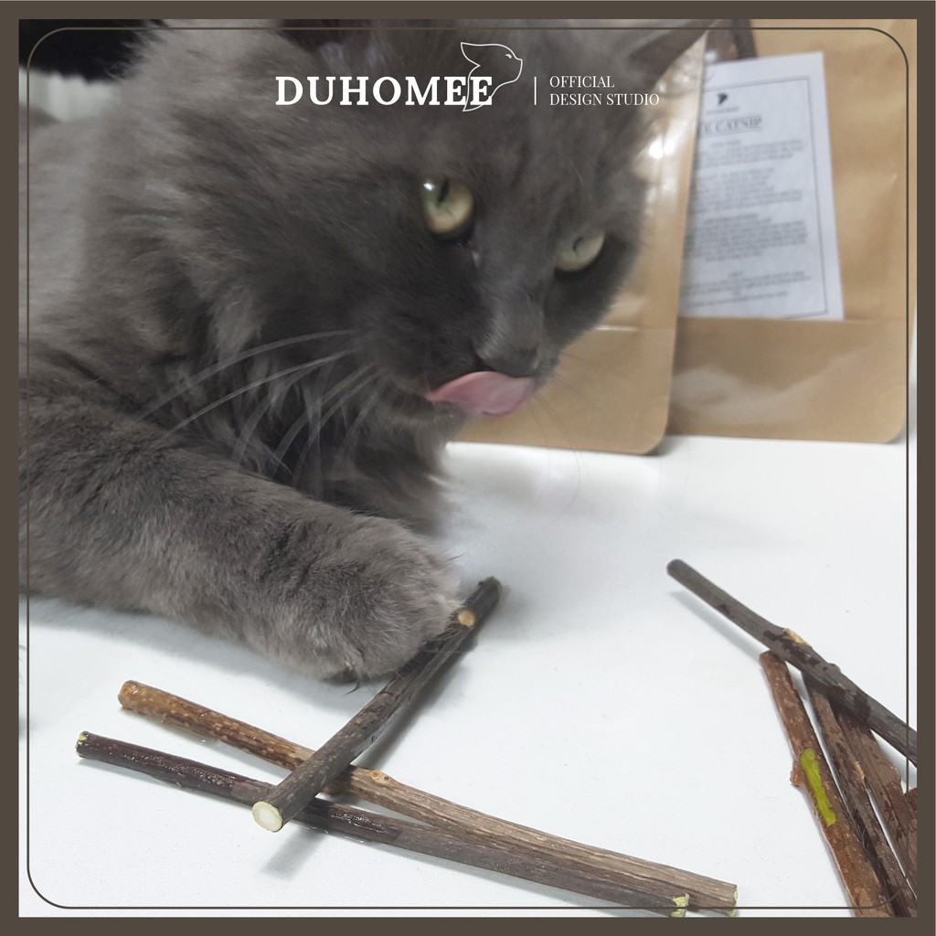 Combo 3-5 que catnip phê pha cho mèo - Catca