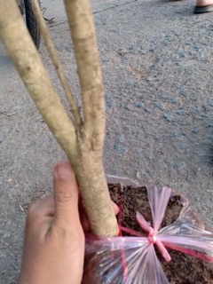 Cây mộc hương