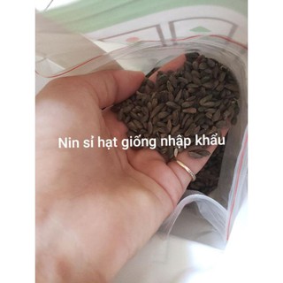 [ Siêu Rẻ ] Hạt Giống Hoa Cúc Nam Phi Mix Màu - 20 hạt