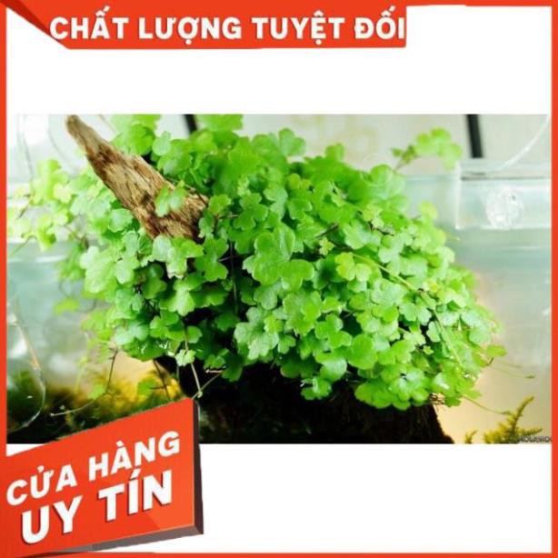 [Gía hủy diệt] Rau Má Hương Thuỷ Sinh - Trải Nền Cực Đẹp