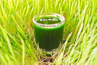 2kg hạt lúa mì (lúa mạch) vàng, hạt đẹp tỉ lệ nảy mầm cao.