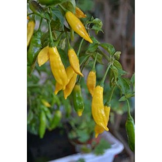 hạt giống ớt chanh lemon mỹ 10h