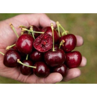Hạt giống Anh Đào Mỹ (Cherry)
