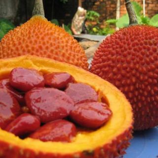 Cây gấc nếp cao sản