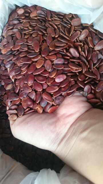 Hạt dưa không màu 500gr