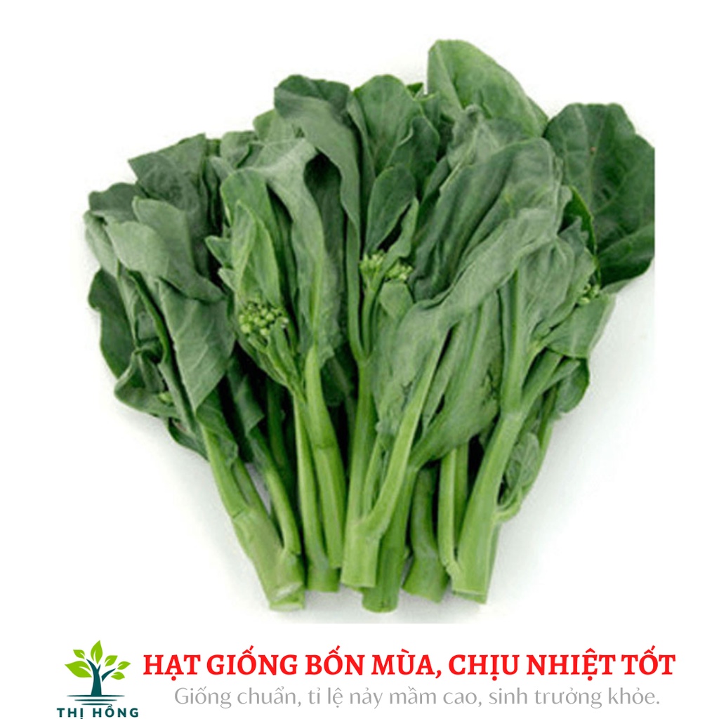 Hạt giống cải làn hoa trắng, cải rổ 10g (thân bụ, ngọt, mềm, không bị sơ)