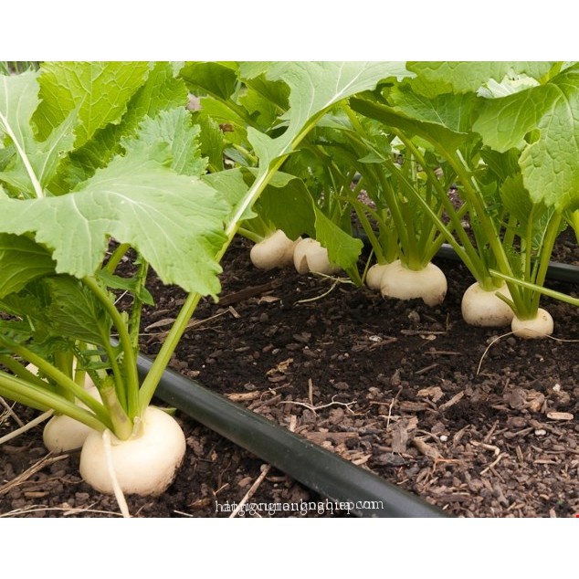 ( SIÊU RẺ ) Hạt giống củ cải trắng HN 20gr