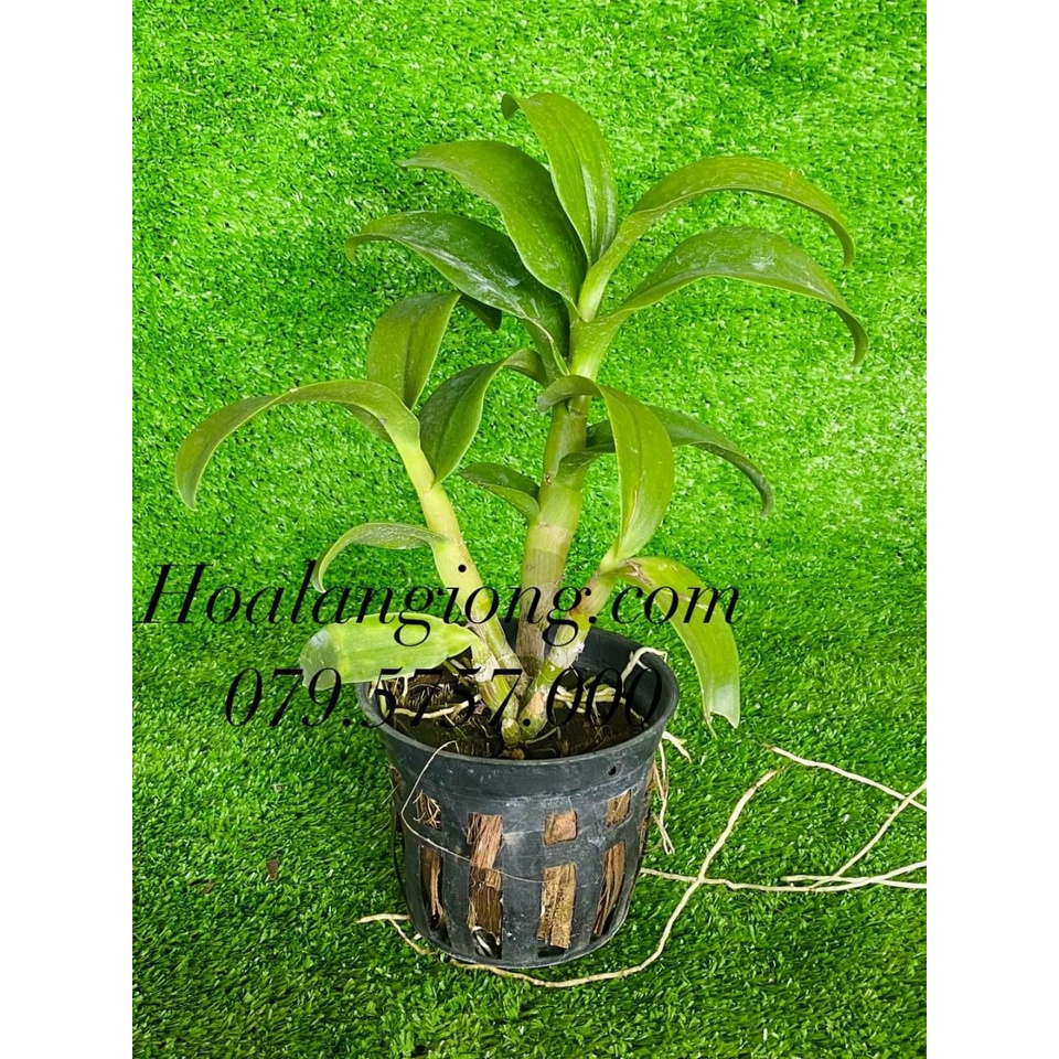 HOA LAN DENRO CỜ ĐỎ XỔ CHỚP 5%