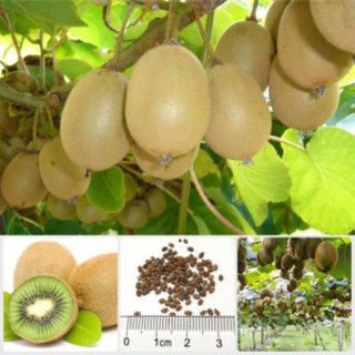 Hạt giống quả Kiwi cao cây F1 năng suất