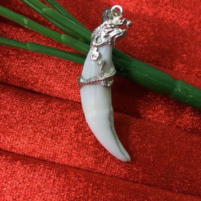 Nanh sói rừng châu phi bọc bạc cực chất