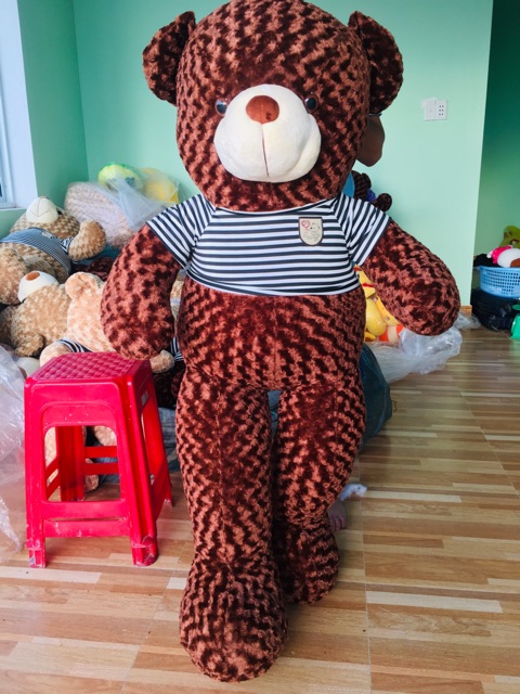 Gấu bông teddy chuẩn kích thước 1m6