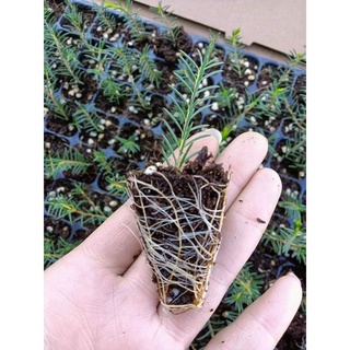 [HÀNG ĐẶT TRƯỚC] Combo 4 Cây giống HOA THANH LIỄU