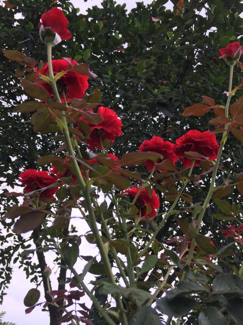 🌹 5 Cành chiết hoa hồng leo cổ Hải Phòng🌹