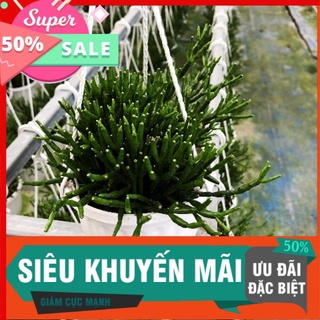 [ CHUYÊN SỈ] Sen đá lộc nhung chậu treo