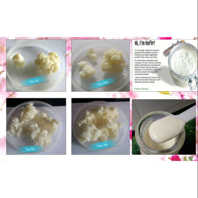 NẤM SỮA KEFIR 99k [Free ship HN]
