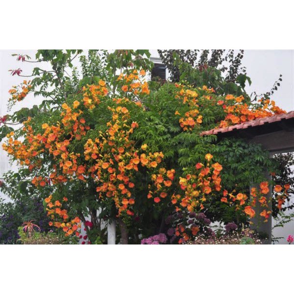 Cây đăng tiêu leo giàn chống nắng - Cây leo có hoa chùm - Campsis grandiflora