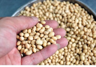 Đậu nành (đỗ tương) 1kg