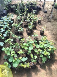 Cây giống nho ghép