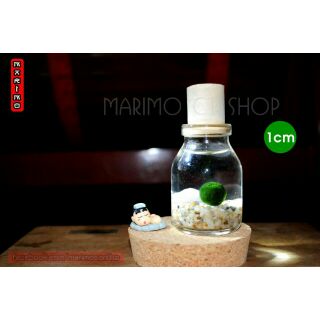 Marimo size 1cm (Không kèm lọ)