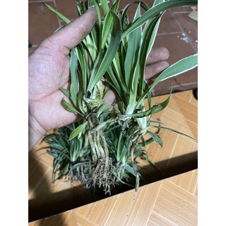 cỏ lan chi có rễ 5cây