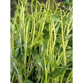 500 (5 LẠNG) GRAM RAU MUỐNG SIÊU NGỌN - Rau muống siêu ngọn