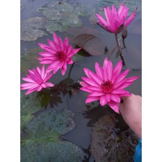 củ giống hoa súng Việt