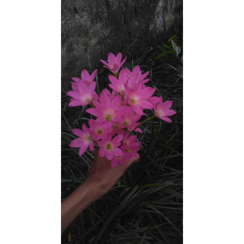 Củ giống hoa huệ mưa