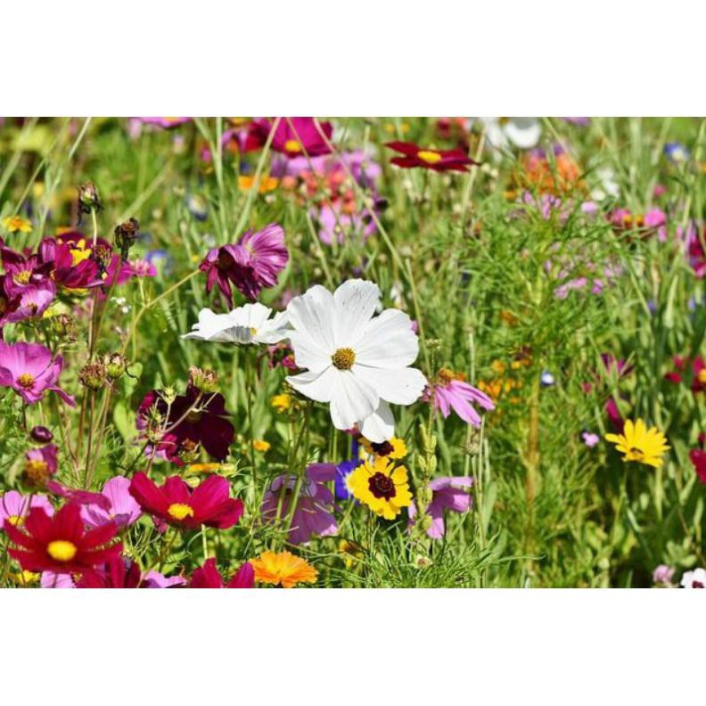 [ Siêu Rẻ ] 100H - Hạt giống hoa dại sân vườn kết hợp - mix >25 loại