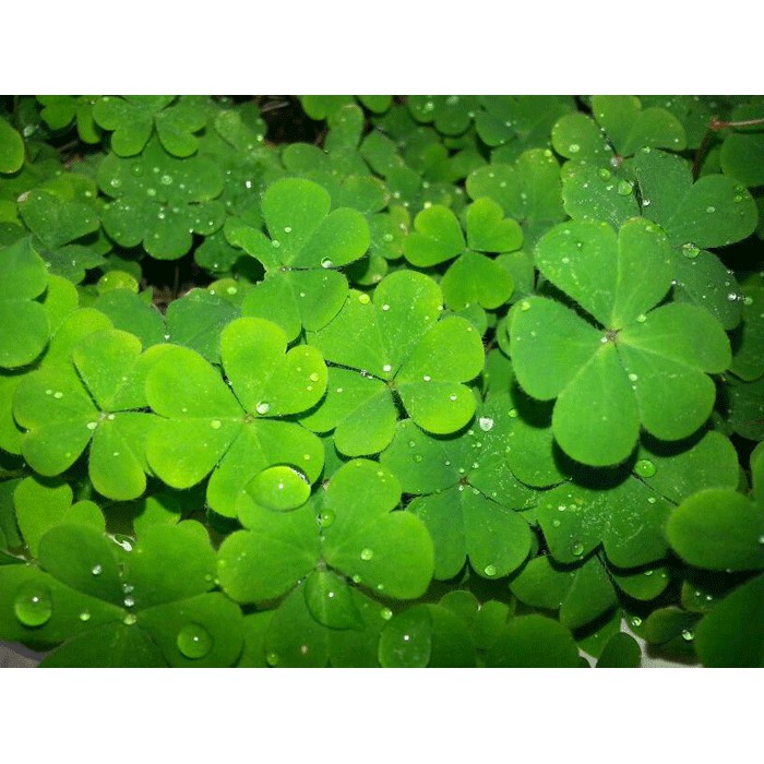 Hạt giống cỏ 4 lá