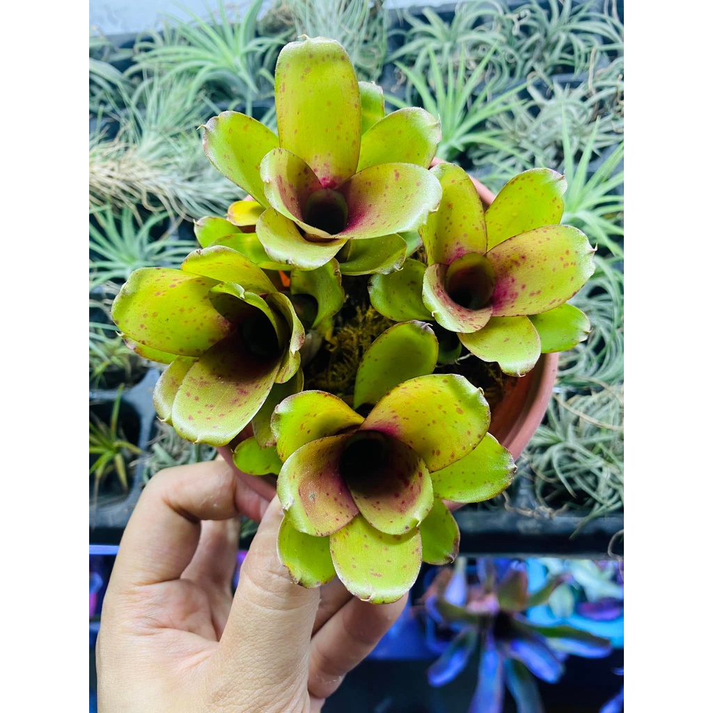 Dứa màu nam mỹ