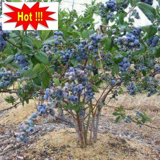 Hạt giống Việt quất (30 hạt)