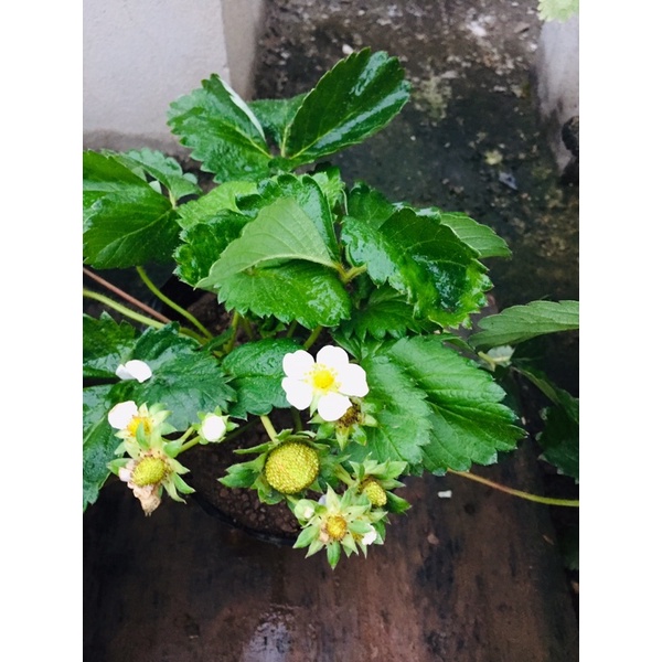 Phân bón lá Đầu Trâu 701