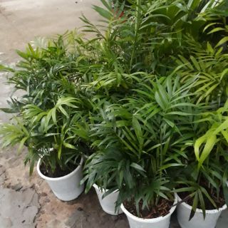 🎉  Cây Cau Tiểu Trâm 🎉