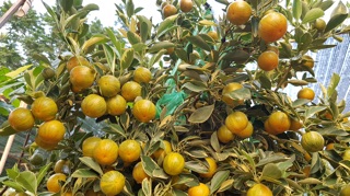 Cây tắc cẩm thạch ( cây quất cẩm thạch ) - 1 cây